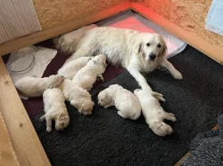 Zlatý retriever - štěňata s PP, odběr začátkem listopadu
