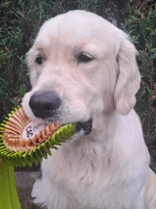 Zlatý retriever - štěňata s PP, odběr začátkem listopadu