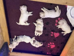 Zlatý retriever - štěňata s PP, odběr začátkem listopadu