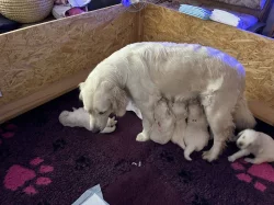 Zlatý retriever - štěňata s PP, odběr začátkem listopadu