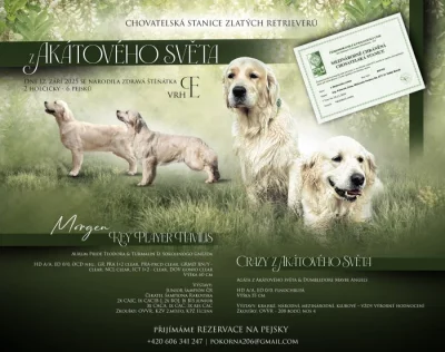 Zlatý retriever - štěňata s PP, odběr začátkem listopadu