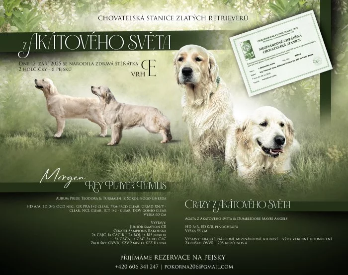 Zlatý retriever - štěňata s PP, odběr začátkem listopadu