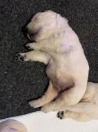 Zlatý retriever - štěňata s PP, odběr začátkem listopadu