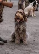 Italský spinone