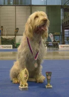 Italský spinone