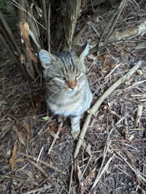 Hledáme hodné lidi, kteří by poskytli nový domov kocourkovi
