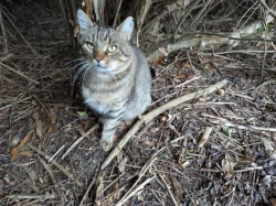 Hledáme hodné lidi, kteří by poskytli nový domov kocourkovi