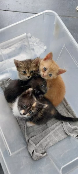 Zdarma daruji kotata