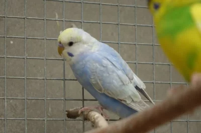 Prodám mladé andulky