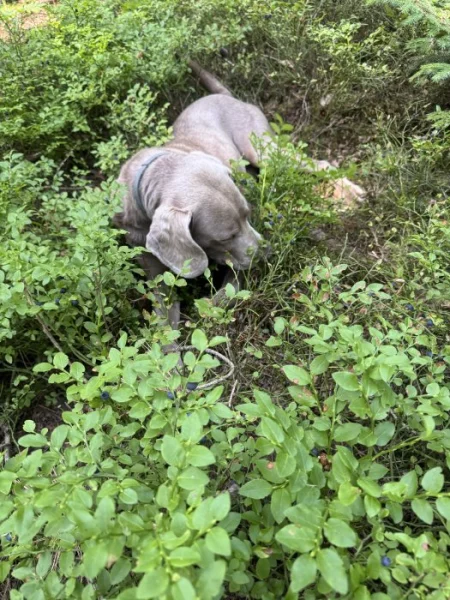 Daruji psa kříženého s výmarským ohařem