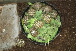 suchozemská Želva zelenavá (Testudo hermanni) - mláďata