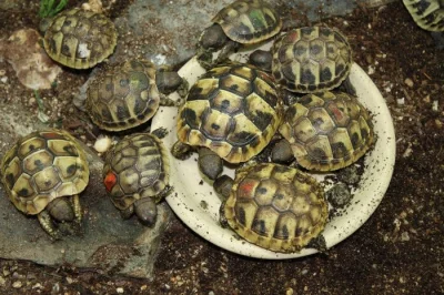 suchozemská Želva zelenavá (Testudo hermanni) - poslední 4 mláďata