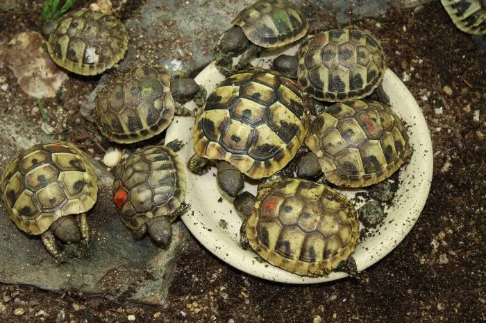 suchozemská Želva zelenavá (Testudo hermanni) - poslední 4 mláďata