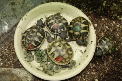suchozemská Želva zelenavá (Testudo hermanni) - mláďata