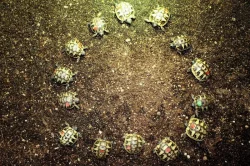 suchozemská Želva zelenavá (Testudo hermanni) - poslední 4 mláďata