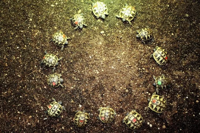 suchozemská Želva zelenavá (Testudo hermanni) - mláďata