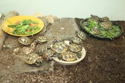 suchozemská Želva zelenavá (Testudo hermanni) - mláďata