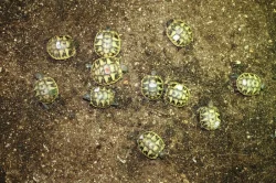 suchozemská Želva zelenavá (Testudo hermanni) - mláďata
