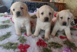 Nabídka štěňat labradorského retrievera