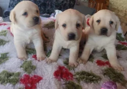 Nabídka štěňat labradorského retrievera