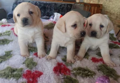 Nabídka štěňat labradorského retrievera