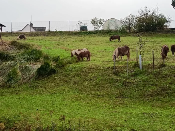 Pony shetland hříbata