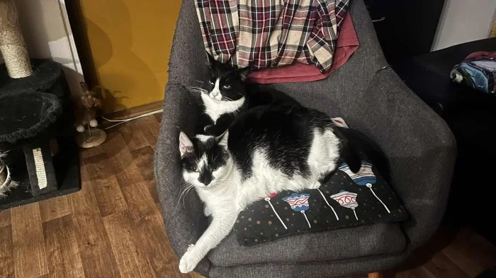 Hledáme společný domov pro dvě báječné kočičí slečny