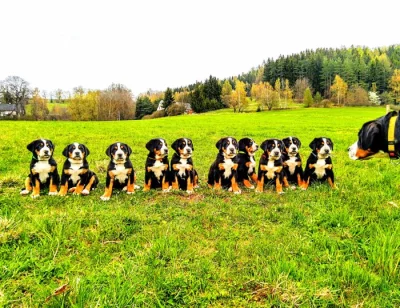 štěně - Velký švýcarský salašník