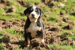 štěně - Velký švýcarský salašník