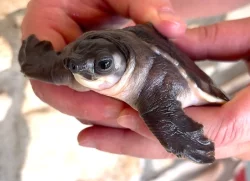 Karetka novoguinejská (Carettochelys insculpta) na prodej