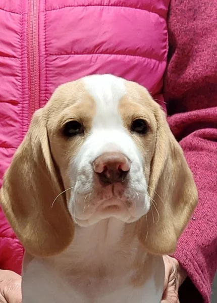 Bígl štěně fenečka