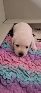 Štěňátka labradora s PP