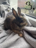 Králíčci k odběru