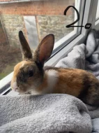 Králíčci k odběru