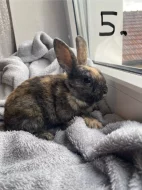 Králíčci k odběru