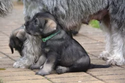 Prodáme štěňátka knírače středního pepř a sůl s PP