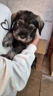 Prodáme štěňátka knírače středního pepř a sůl s PP