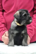 Prodáme štěňátka knírače středního pepř a sůl s PP