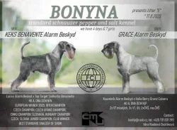 Prodáme štěňátka knírače středního pepř a sůl s PP