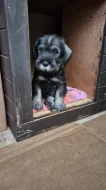 Prodáme štěňátka knírače středního pepř a sůl s PP