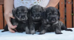 Prodáme štěňátka knírače středního pepř a sůl s PP