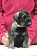 Prodáme štěňátka knírače středního pepř a sůl s PP
