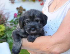 Prodáme štěňátka knírače středního pepř a sůl s PP