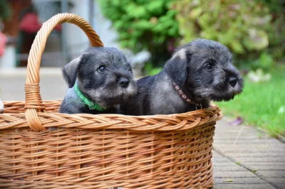 Prodáme štěňátka knírače středního pepř a sůl s PP