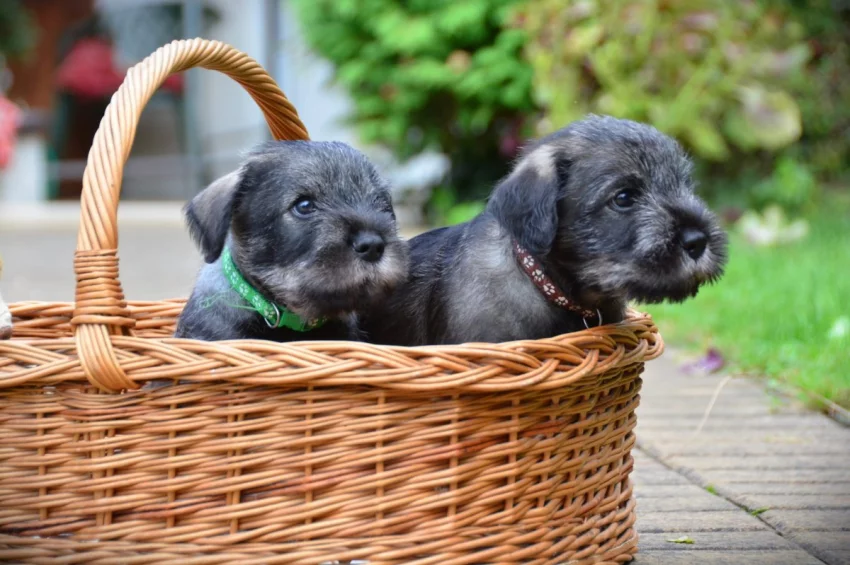 Prodáme štěňátka knírače středního pepř a sůl s PP