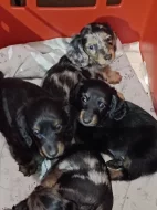 Dlouhosrstý trpasličí jezevčík