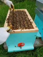 Včelí oddělky Langstroth 2/3, 6 rámků, 2026