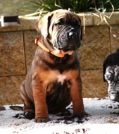Tosa Inu Štěňata s PP