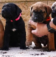 Tosa Inu Štěňata s PP