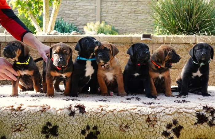Tosa Inu Štěňata s PP
